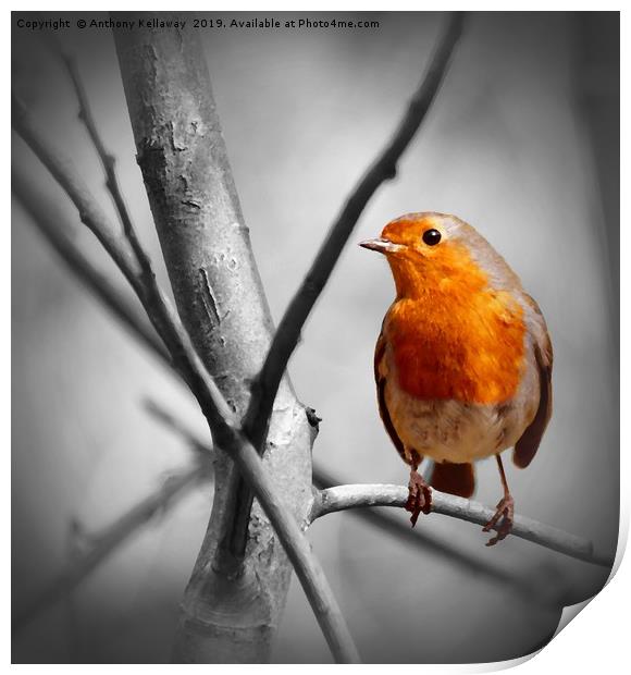 Robin in a tree Print by Anthony Kellaway