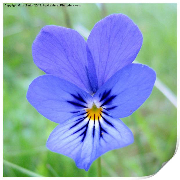 Scottish wildflower Violet Print by Jo Smith