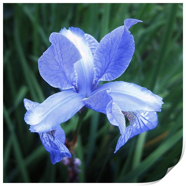 Scottish wildflower - iris Print by Jo Smith