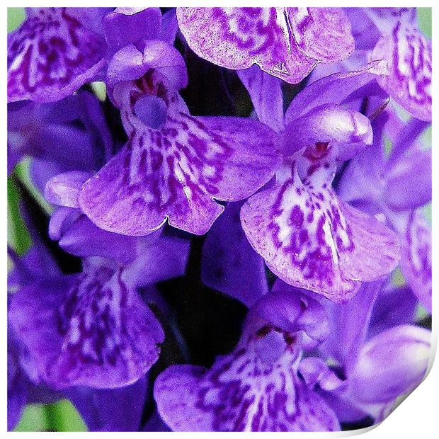 Scottish wildflower - orchid Print by Jo Smith