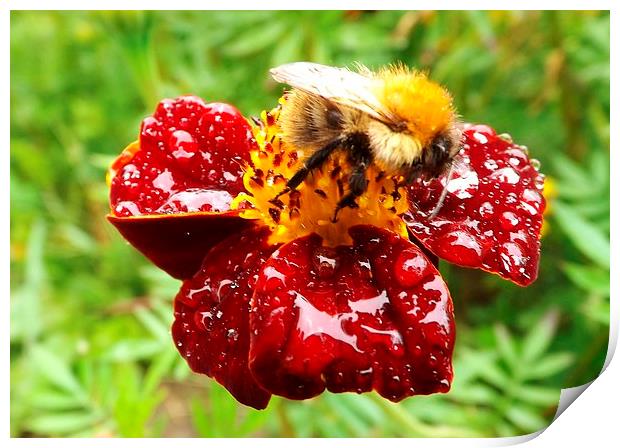 Bee on marigold Print by Jo Smith