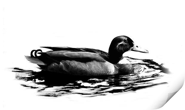 Duck Print by Simon Alesbrook