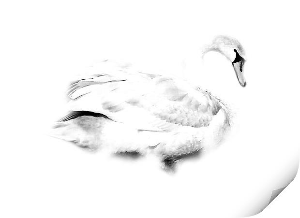 Swan Print by Simon Alesbrook