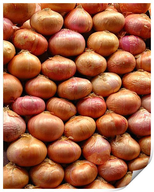 Onions Print by Howard Little