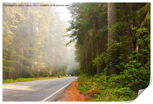 Sequoia Forest California Print by Betty LaRue