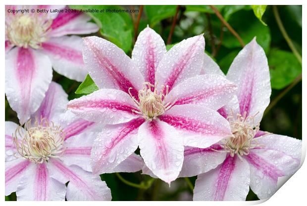 Pink Clematis Flowers Print by Betty LaRue