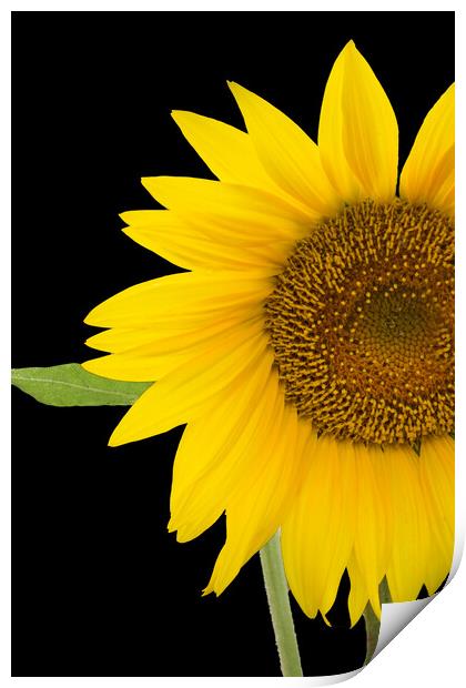 The Sunflower Print by Betty LaRue