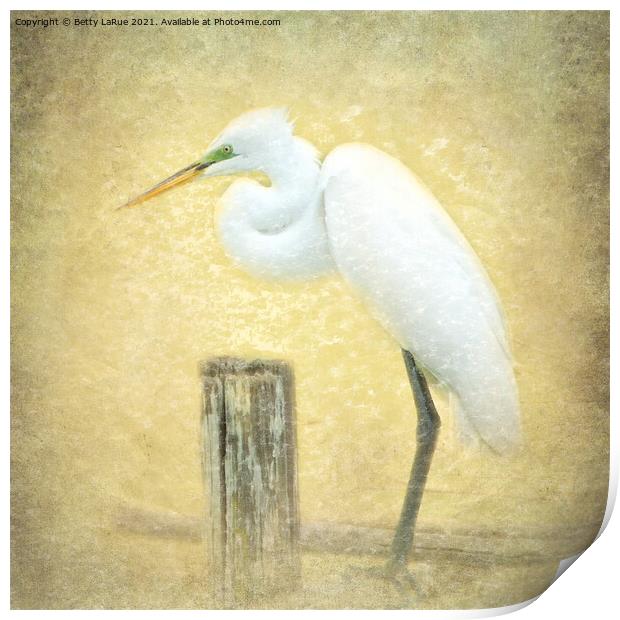 Great Egret Perched Print by Betty LaRue