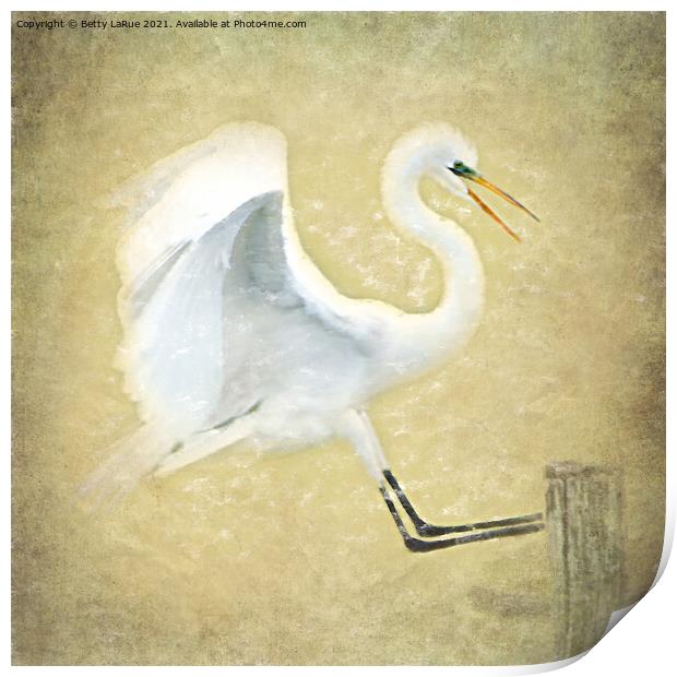 Great Egret Portrait Print by Betty LaRue
