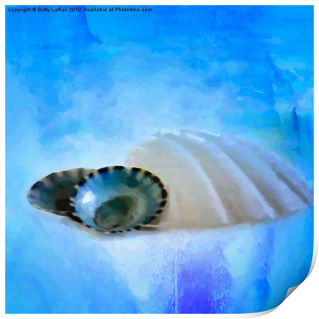 Seashells in Blue Print by Betty LaRue