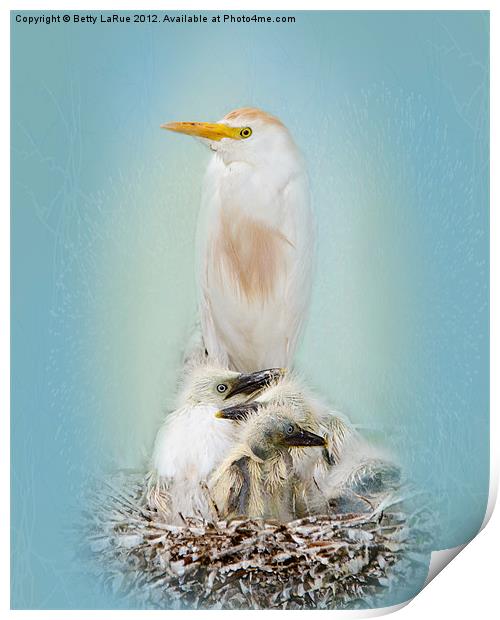 Cattle Egret with Chicks Print by Betty LaRue
