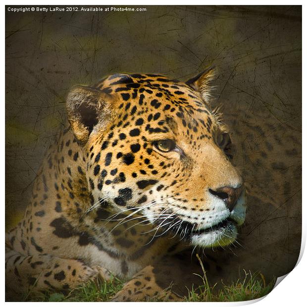 Leopard Intensity Print by Betty LaRue