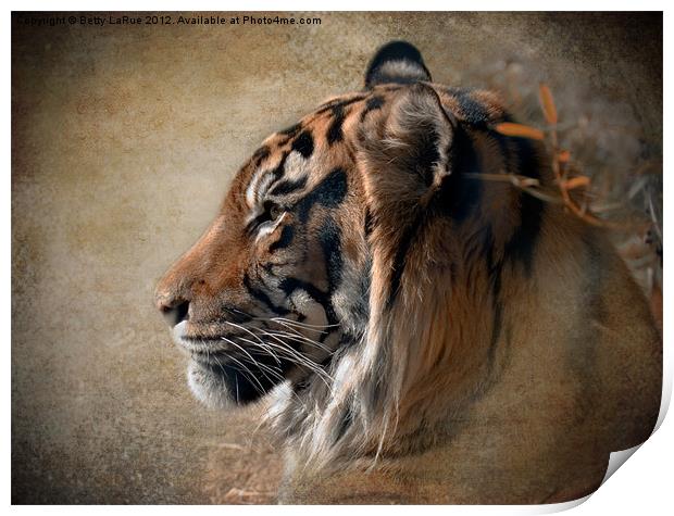 Tiger Portrait Print by Betty LaRue