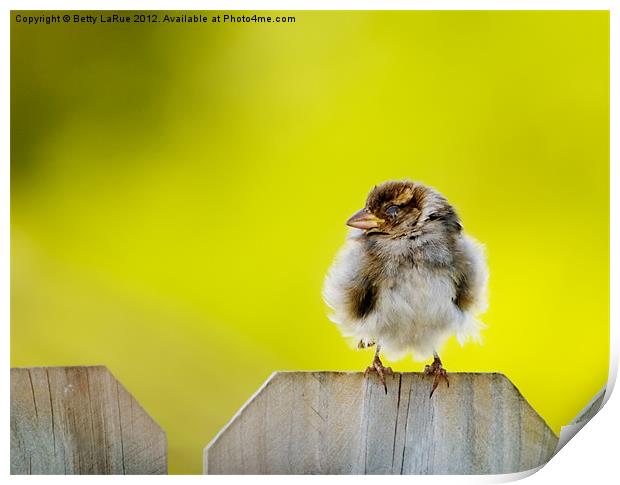 Sleeping Baby Sparrow Print by Betty LaRue