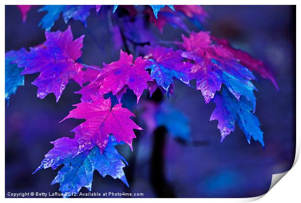 Colorful Maple Leaves Print by Betty LaRue