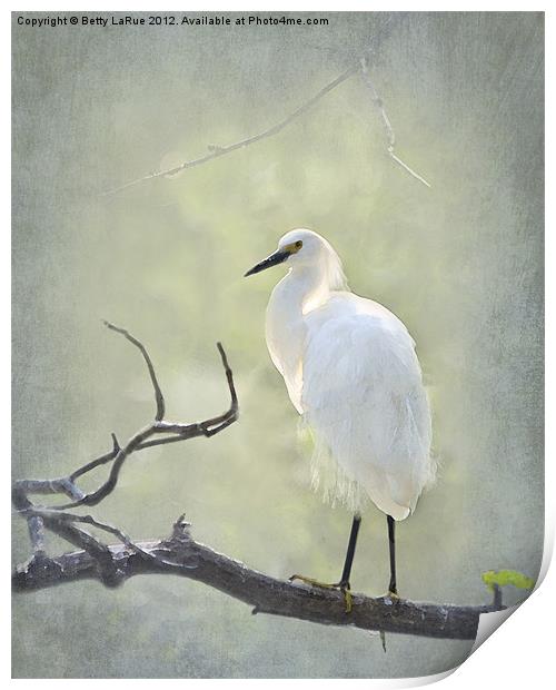 Snowy Egret Print by Betty LaRue
