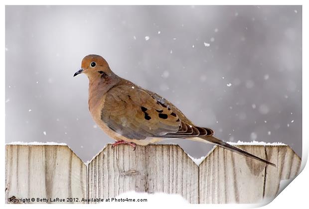 Winter Dove Print by Betty LaRue