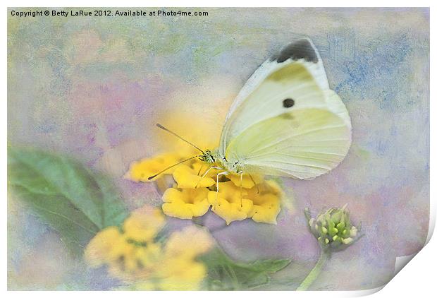 Lovely Cabbage White Butterfly Print by Betty LaRue