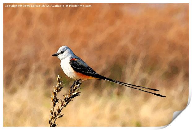 Scissor-tailed Flycatcher Print by Betty LaRue