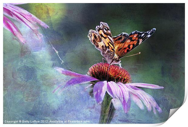 Sunlit Painted Lady Butterfly Print by Betty LaRue