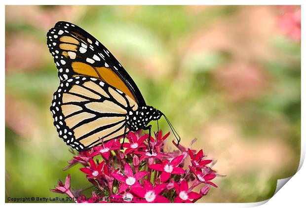 Monarch Butterfly Print by Betty LaRue