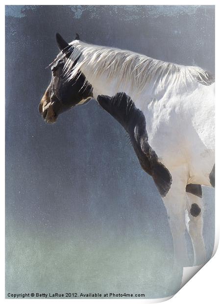 Paint Horse Print by Betty LaRue