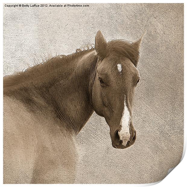 Sepia  Quarter Horse Print by Betty LaRue