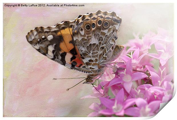 Painted Lady Butterfly on Penta Print by Betty LaRue