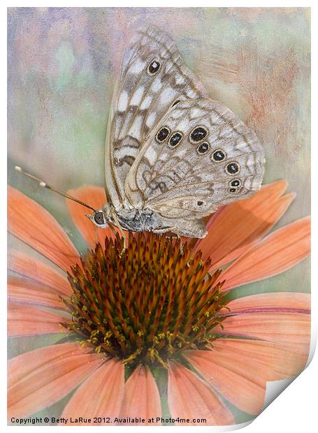 Hackberry Emperor Butterfly Print by Betty LaRue
