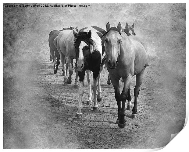 Quarter Horse Herd in Black and White Print by Betty LaRue