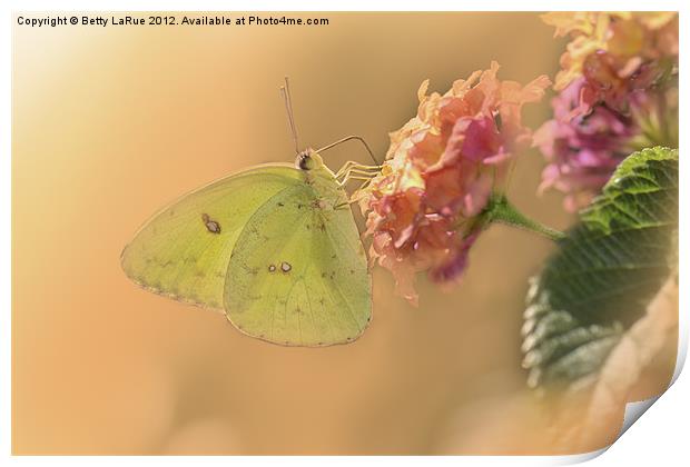 Clouded Sulphur Butterfly Print by Betty LaRue