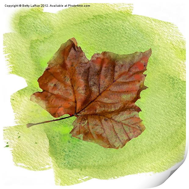 Autumn Leaf Watercolor Print by Betty LaRue