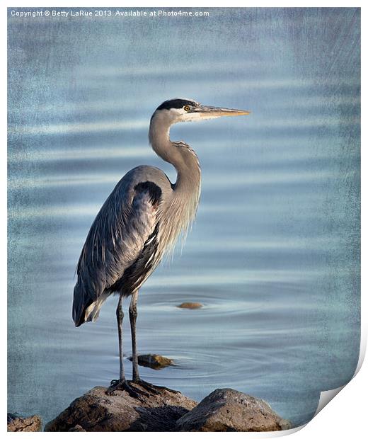 Stately-Great Blue Heron Print by Betty LaRue