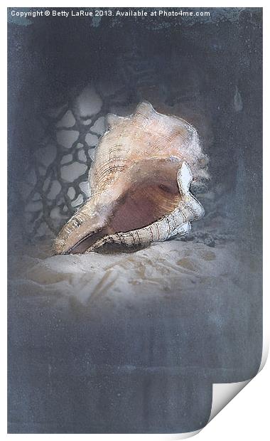 Lace Murex Shell 1 Print by Betty LaRue