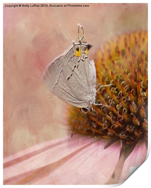 Gray Hairstreak Butterfly Print by Betty LaRue