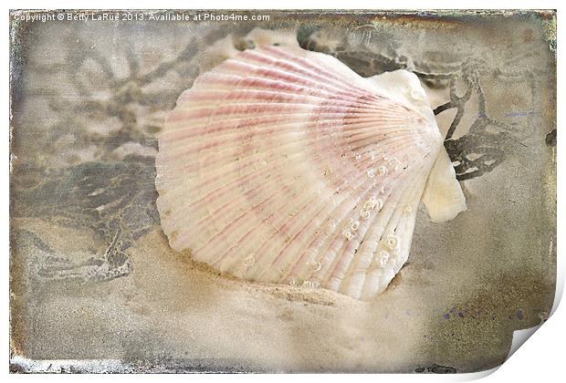 Seashell On The Beach Print by Betty LaRue
