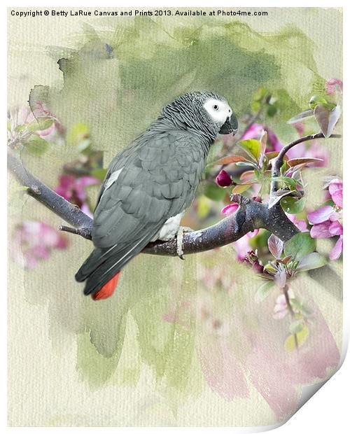 African Gray Among the Blossoms Print by Betty LaRue