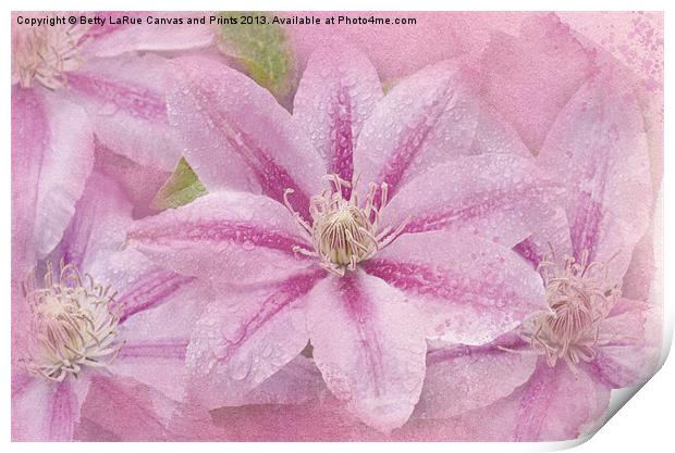 Pink Clematis Profusion Print by Betty LaRue