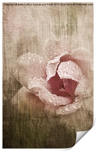 Summer Rose #1 Print by Betty LaRue
