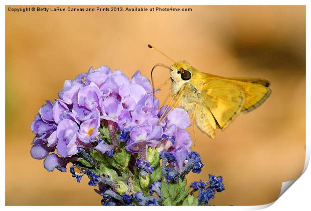 Skipper Butterfly Print by Betty LaRue