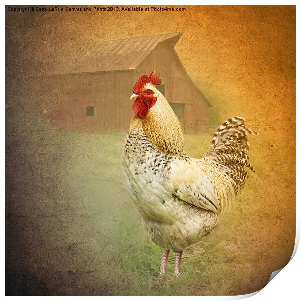 Barnyard Boss Print by Betty LaRue