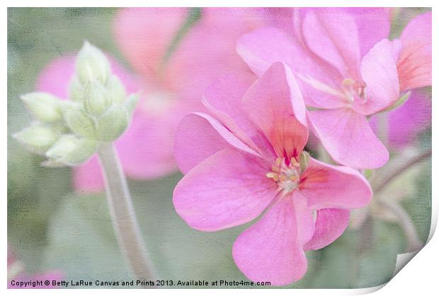 Pink Geraniums Print by Betty LaRue
