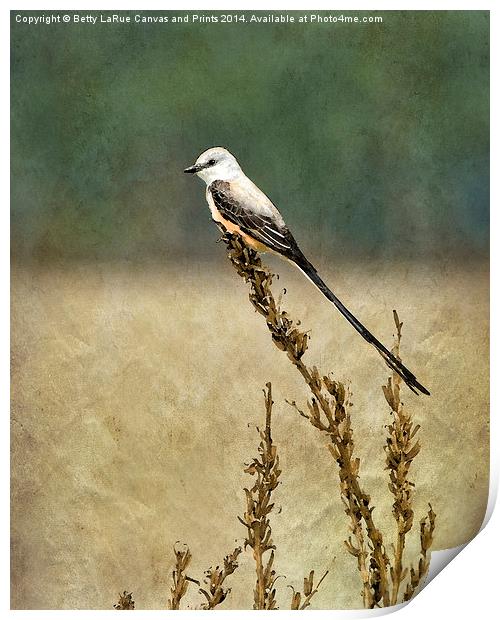 Scissor-tailed Flycatcher Print by Betty LaRue
