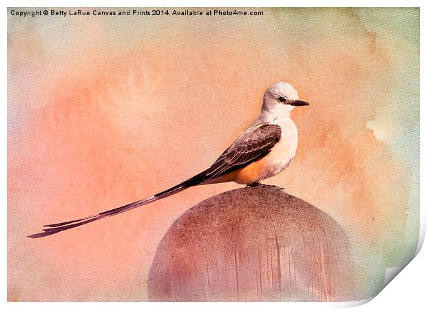 Scissor-tailed Flycatcher Print by Betty LaRue