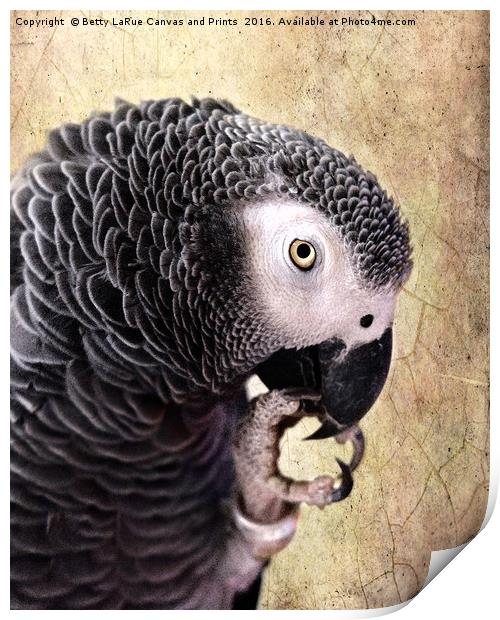 African Gray parrot   Print by Betty LaRue