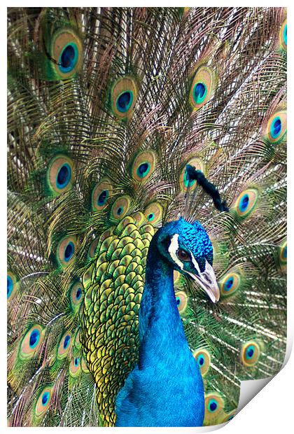 Peacock Print by VICTORIA HENDRICK