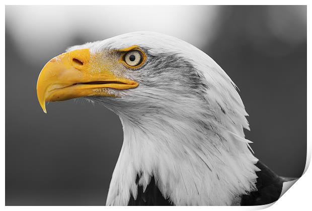 Bald Eagle Print by Adam Withers