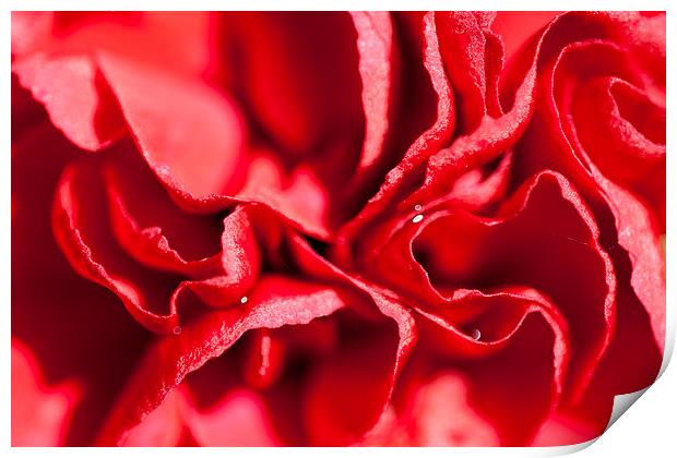 Red Carnation Flower Print by Adam Withers
