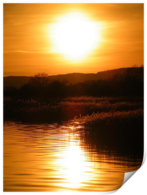 Sunset over reeds Print by Lisa Taylor
