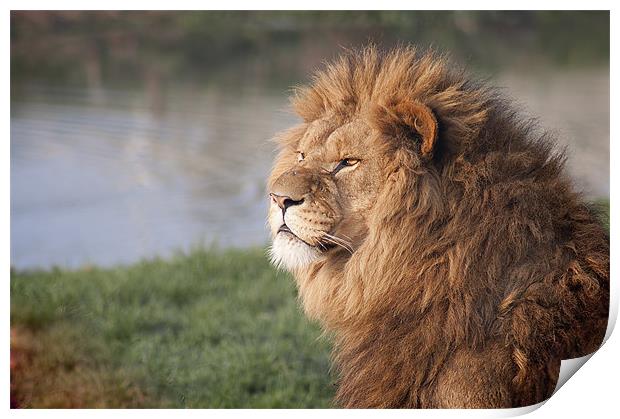 Gazing Lion Print by Craig Mansell